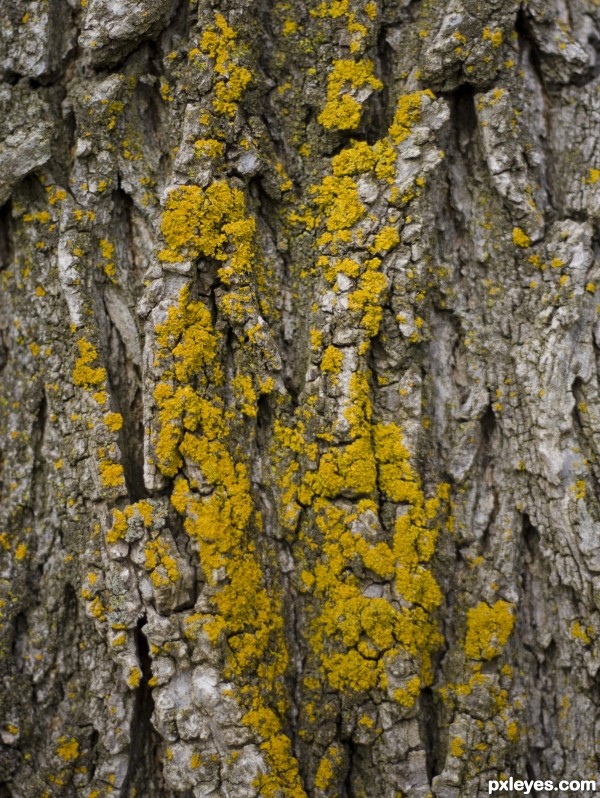 Im Lichen this contest.